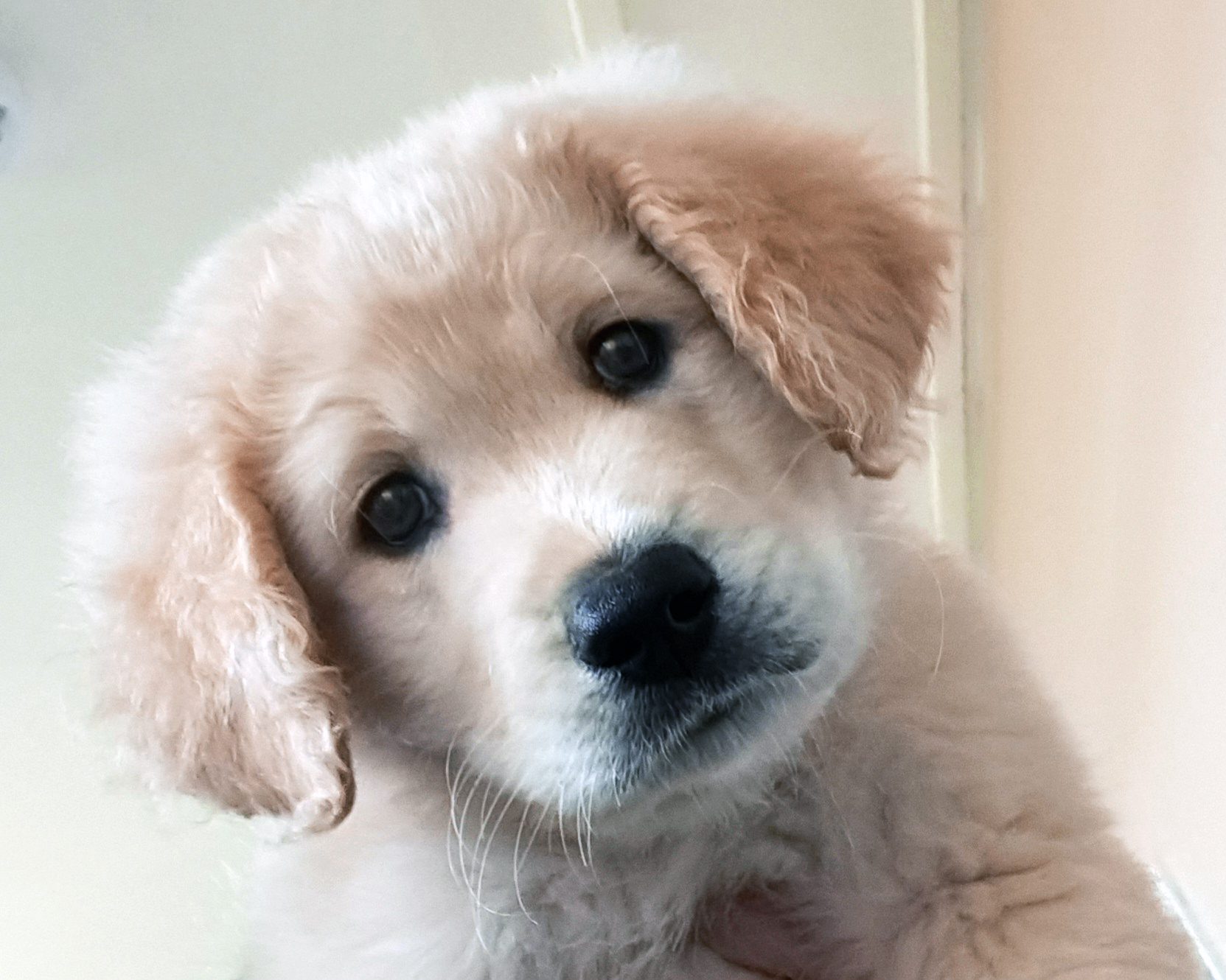 Puppy Grooming: Maintaining Healthy Skin and Coat